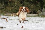 CAVALIER KING CHARLES 515